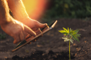 Farmer using tablet computer modern technology for control marijuana hemp plantation in greenhouse....