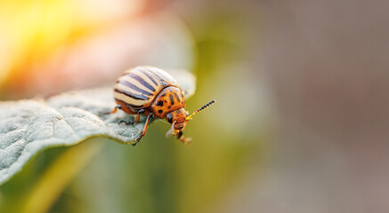 Closeup of colorado insect, potato beetle on potato foliage in nature, sunset banner background