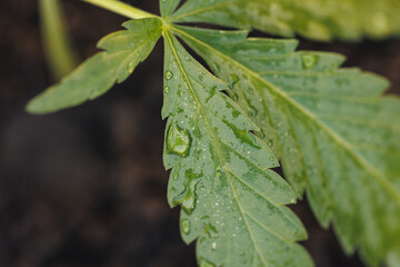 Close-up drop of water on leaf of cannabis, oil medical marijuana