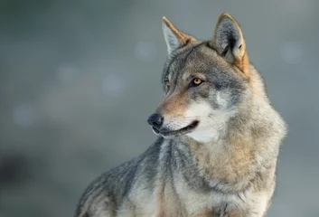 Gordijnen portrait of a gray wolf on a blurred background © fotomaster