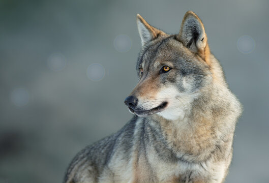 portrait of a gray wolf on a blurred background