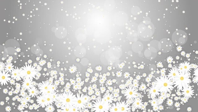 White daisies flowers on grey abstract background. Chaotic abstract rotation of floral elements. Looped animation.