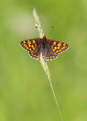 Macrophotographie d'un papillon - Lucine - Hamearis lucina