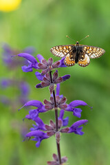Macrophotographie d'un papillon - Mélitée du plantain - Melitaea cinxia