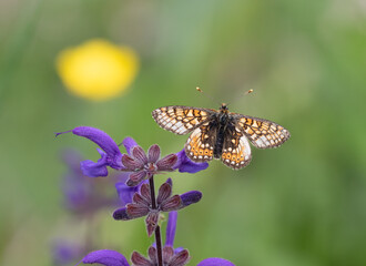 Macrophotographie d'un papillon - Mélitée du plantain - Melitaea cinxia