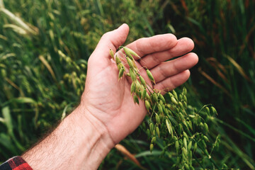 Obraz premium Farmer examining common oat (Avena Sativa) unripe crops in field, closeup of hand touching plant