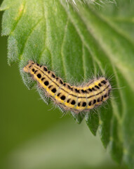 Macrophotographie d'une chenille - Zygène des bois - Zygaena lonicerae