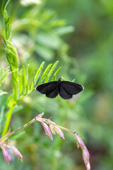Macrophotographie d'un papillon - Ramoneur - Odezia atrata