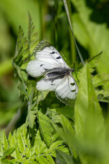 Macrophotographie d'un papillon - Semi-apollon - Parnassius mnemosyne