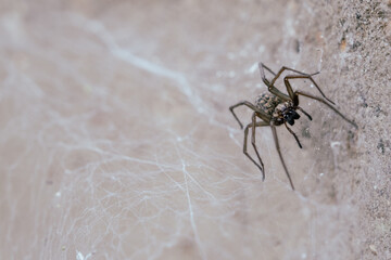 Large domestic spider on a web - Tegenaria domestica, in the background a stone