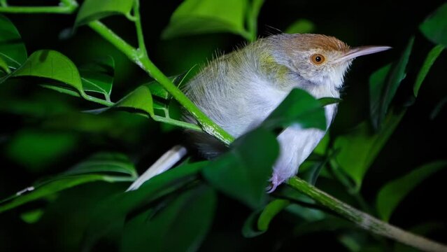 Roosting while closing its eyes as the camera zooms out, Common Tailorbird Orthotomus sutorius, Thailand