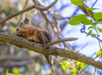 A squirrel sits on a tree branch among the leaves on a summer day.