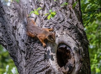 A squirrel is sitting on a tree trunk near a hollow. © Сергей Лаврищев