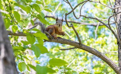 A squirrel sits on a tree branch among the leaves on a summer day.