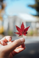 red maple leaf