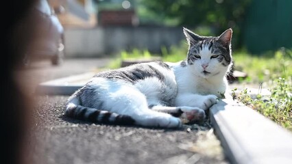 Beautiful senior age domestic cat catching morning sunlight outdoor in backyard, lying down, resting, sunbathing 