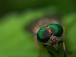 macro of a fly