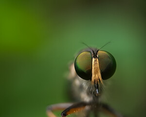 macro of a fly