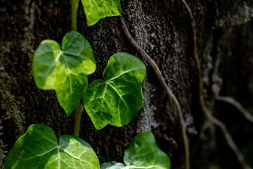 nature details