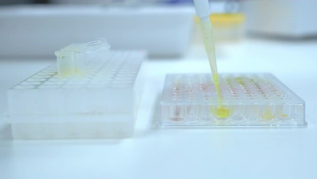 Filling of microplate using automatic pipette for ELISA test or immuno assay 