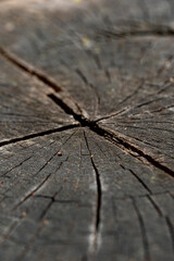 textura macro arvore
