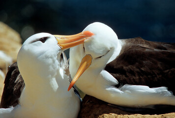 Albatros à sourcils noirs, parades, Thalassarche melanophris, Black browed Albatross, Iles Falkland, Iles Malouines