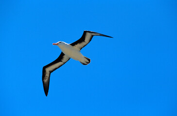 Fototapeta na wymiar Albatros à sourcils noirs, Thalassarche melanophris, Black browed Albatross, Iles Falkland, Iles Malouines