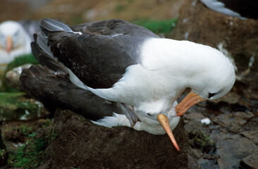 Albatros à sourcils noirs, parades, Thalassarche melanophris, Black browed Albatross, Iles Falkland, Iles Malouines