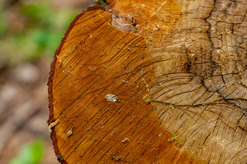 nature details