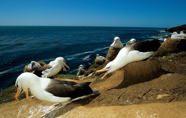 Albatros à sourcils noirs, parades, Thalassarche melanophris, Black browed Albatross, Iles...