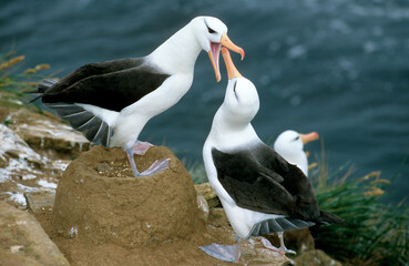 Albatros à sourcils noirs, parades, Thalassarche melanophris, Black browed Albatross, Iles Falkland, Iles Malouines