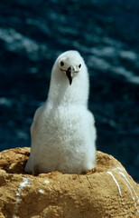 Albatros à sourcils noirs, nid, jeune, Thalassarche melanophris, Black browed Albatross, Iles Falkland, Iles Malouines