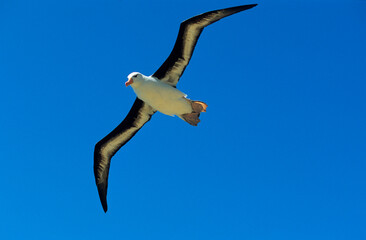 Albatros à sourcils noirs, Thalassarche melanophris, Black browed Albatross, Iles Falkland, Iles Malouines