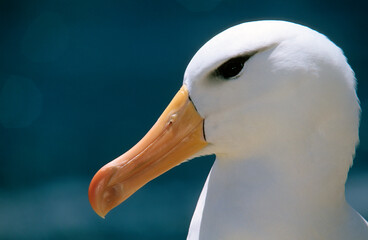 Albatros à sourcils noirs, Thalassarche melanophris, Black browed Albatross, Iles Falkland, Iles Malouines