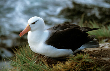 Albatros à sourcils noirs, nid, Thalassarche melanophris, Black browed Albatross, Iles Falkland,...