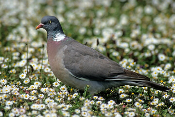 Pigeon ramier, Common Wood Pigeon, columba palumbus