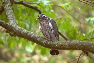 Pigeon ramier, Common Wood Pigeon, columba palumbus