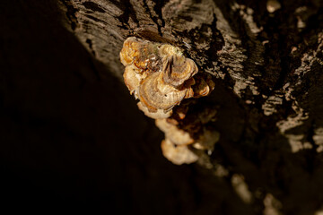 nature details