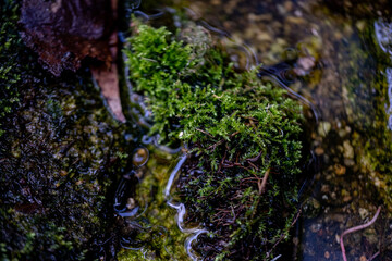 nature details