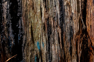 tree details