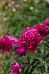 Bush with rich pink peonies.