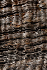 tree details