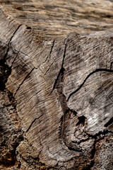 tree details