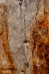 tree detail