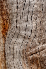 tree detail