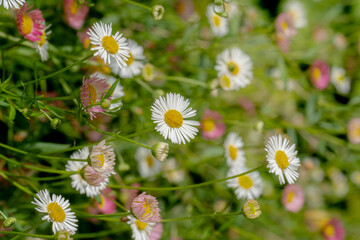 flores