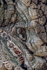 detalhes arvores