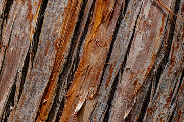 detalhes arvore