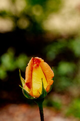 detalhes plantas