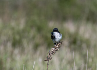 An eastern kingbird perched on a twig with a field blurred behind it. The black feathers are shiny and the white feathers are fluffed up. It's eye is focused on the camera.